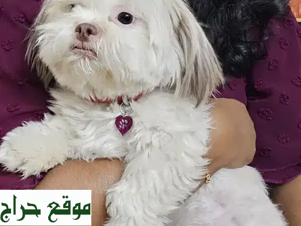 فرصة ذهبية: تبني أنثى شيتزو رائعة مجاناً!...