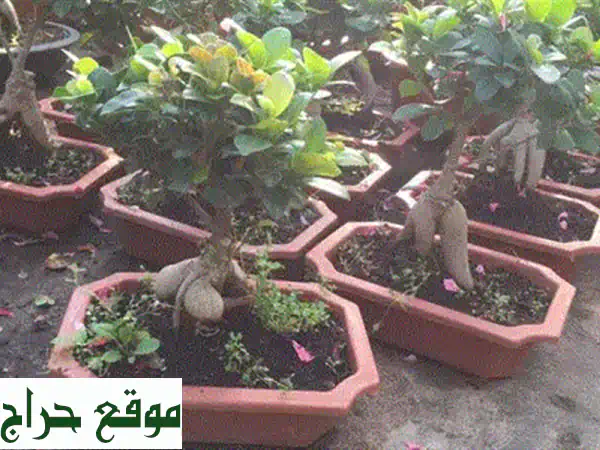 فيكس مبرقش (Variegated Ficus) | نباتات داخلية وخارجية فاخرة في لبنان بأفضل الأسعار