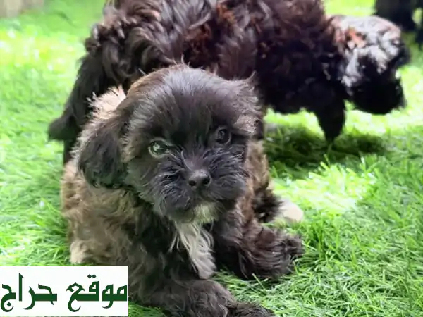 جرو توي بودل أنثى ساحرة للبيع في أبوظبي | شهرين، أسود وبني غامق - 1500 درهم