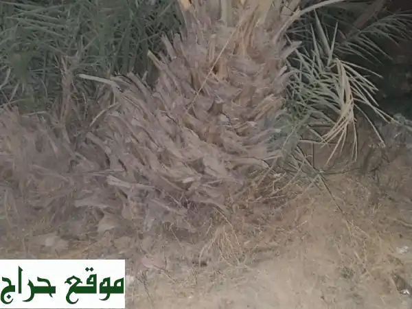 مستقبل أخضر ينتظرك! 🌱 نخيل للبيع: كبير وصغير، بجودة استثنائية.