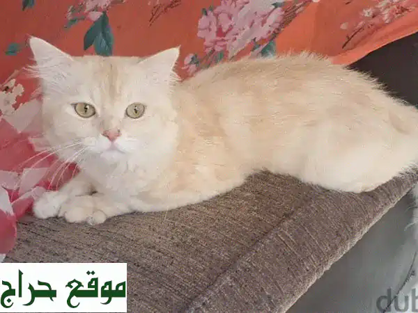 فرصة لا تعوض: قطط للبيع في البحرين | كيتنز...