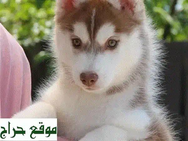 هاسكي أحمر مهيب للبيع: جراء نقية بجودة عالية وتوصيل متاح!