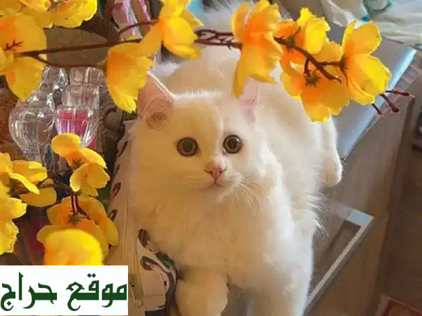 قطة فارسية جميلة، ٤ أشهر، ودودة و نظيفة!  🏠😻