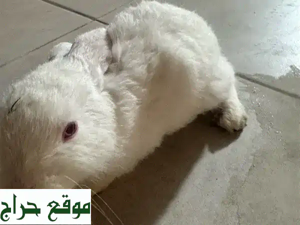 أرنب أبيض ناصع، عمره شهرين فقط!  🐇❤️  (فرصة مميزة)