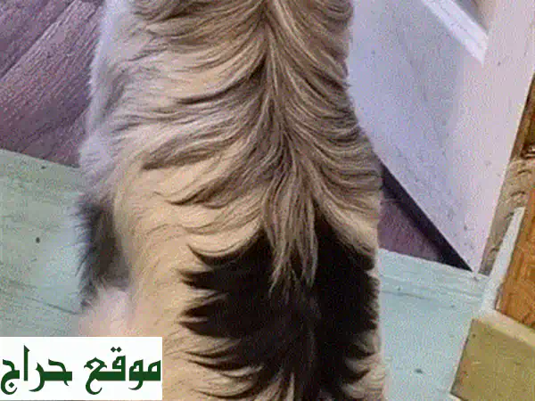 جرو قطط رقيق ينتظر عائلة محبة! 😻 (سعر قابل للتفاوض)