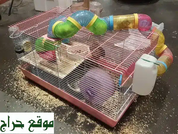 هامستر روسي قزم للبيع - رفقاء صغار، قلوب كبيرة! 🐹