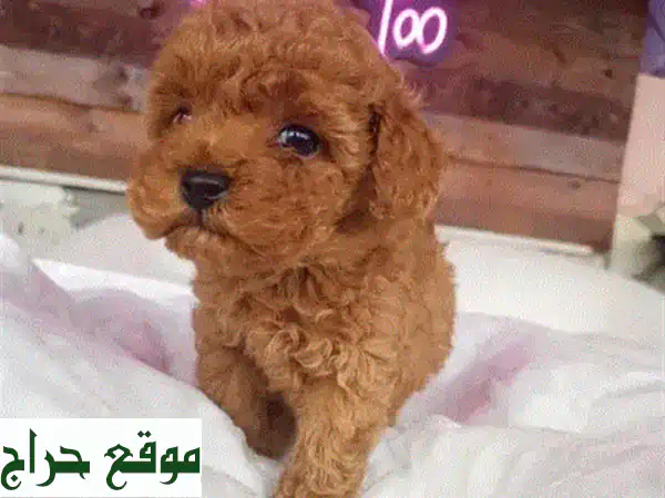 جرو بودل صغير فائق الجودة - مستورد من أوكرانيا! 🐩