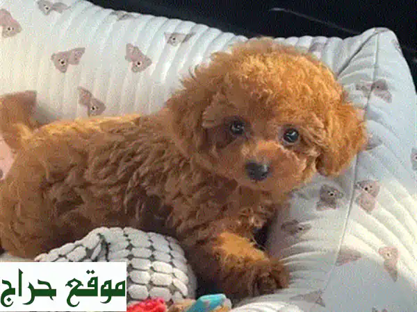 جرو بودل صغير فائق الجودة - مستورد من أوكرانيا! 🐩