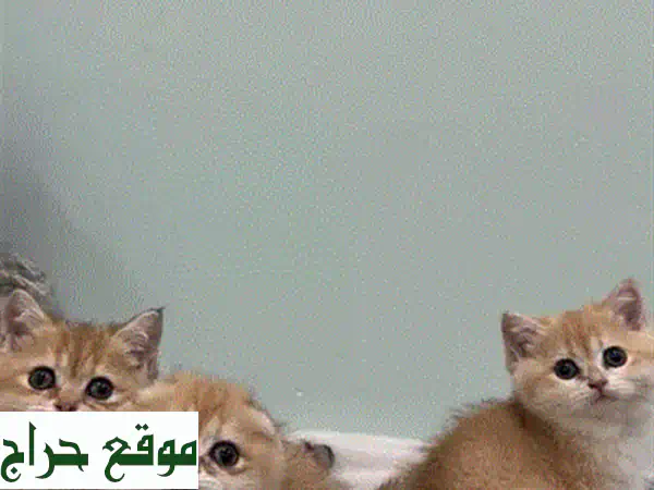 قطة اسكتلندية ذكر نقية - معيار عالي جداً! 😻