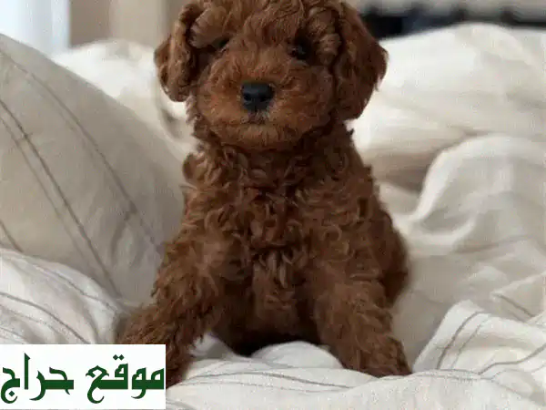 🐶 كلاب بودل صغيرة نقية السلالة - جاهزة للتبني الآن!