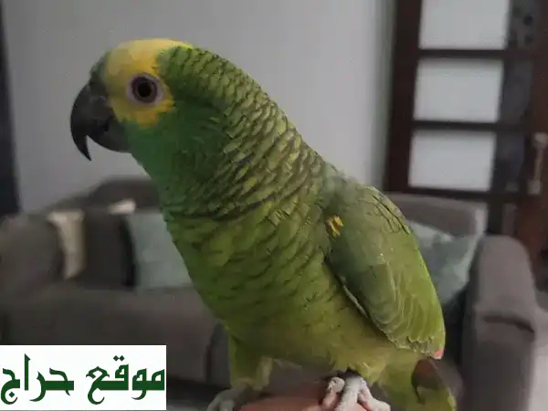 ببغاء أمازون أزرق ساحر - يتكلم ومدرب! 🦜