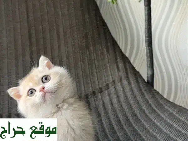 قطة اسكتلندية ذكر نقية - معيار عالي جداً! 😻