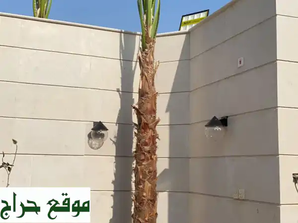 نخيل واشنطونيا فاخر: أضف لمسة جمال طبيعية لمساحتك! 🌴