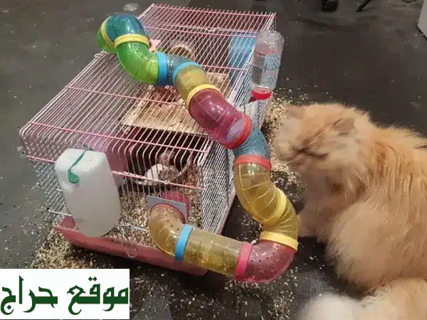 هامستر روسي قزم للبيع - رفقاء صغار، قلوب كبيرة! 🐹