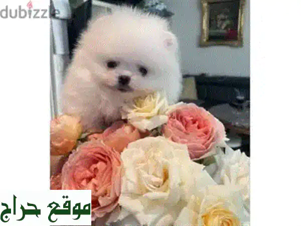 🐶 كلاب بودل صغيرة نقية السلالة - جاهزة للتبني الآن!