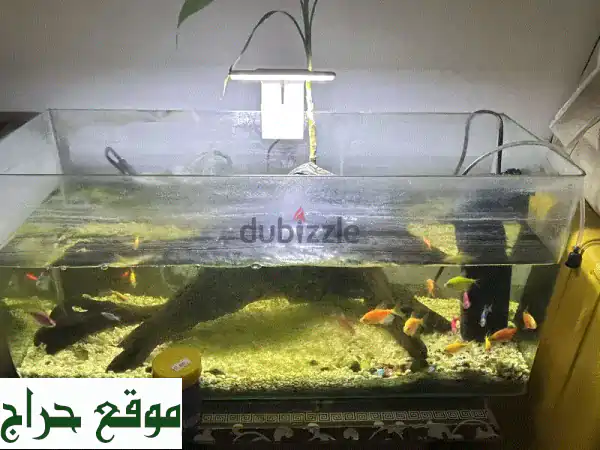 حوض أسماك فاخر بـ ٥ دنانير فقط! 🐠  (عرض محدود)