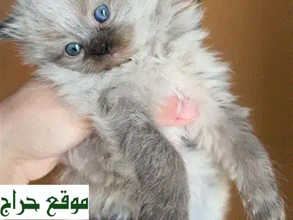 قطة فارسية ذكر جميلة - ٣ أشهر فقط! 😍  (مُدرب على استخدام صندوق الفضلات)