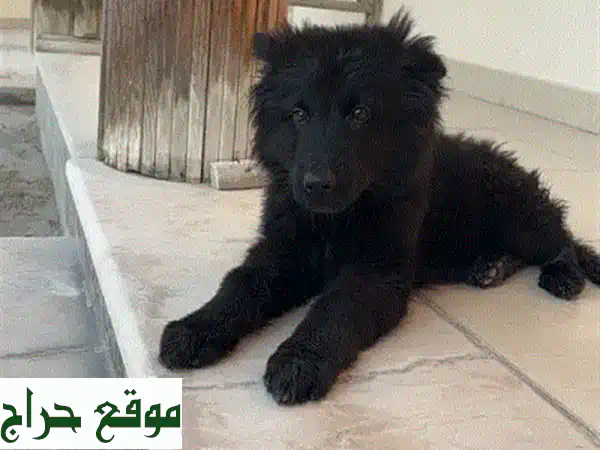 جيرمين شيرد - كلب صغير عمره ٣ أشهر، بحالة ممتازة!  🏡🐕