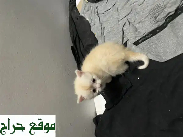 😻 4 قطط شيراز صغيرة -  أصحاب قلوب رقيقة تبحث عن بيت دافئ!