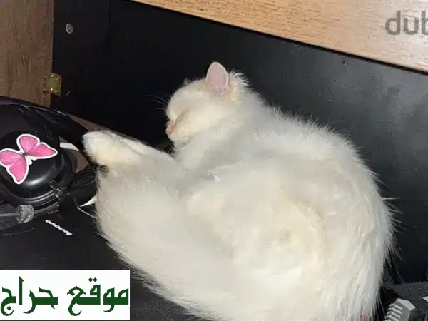 قط هملايا ذكر 😻 هادي ولطيف، جاهز لمنزل جديد!