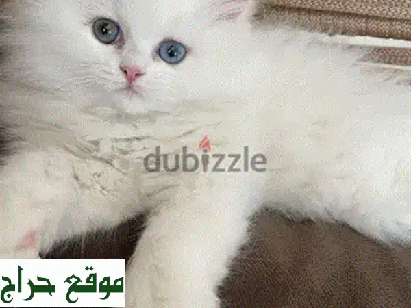 قطة بريتش بلو بوينت صغيرة - مرحة وودودة - جاهزة لمنزل جديد!