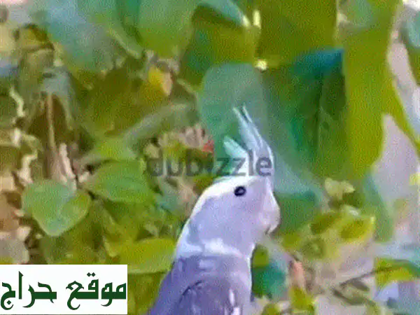 كوكتيل صديق للجميع!  (حتى الحيوانات الأليفة!)