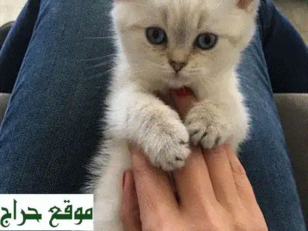 قطة بريتيش شورت هير لايلك ذكر - عمر شهرين ونصف -  جميلة وصحية!