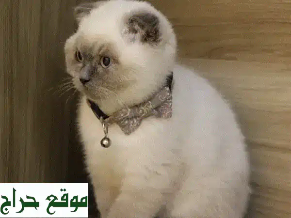 قطة اسكتلندية مطوية أذن (Scottish Fold) فريدة من نوعها -...