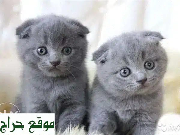 Cute Scottish Fold Kitten Available cat قطط