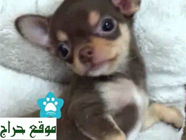 Cute Mini Chihuahua puppy Importedu002 F Delivery كلب