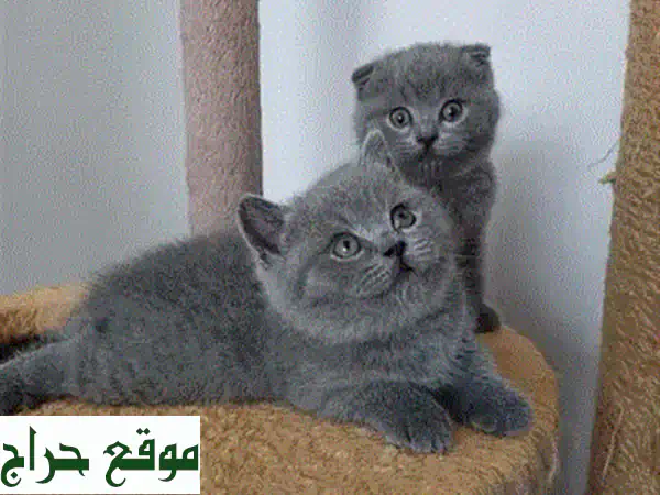 Cute Scottish Fold Kitten Available cat قطط