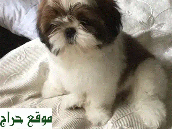 أصغر كلب ماليبوا مستورد - جاهز لمنزلك الآن! 🐾