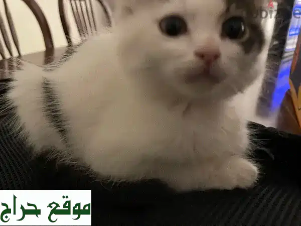 انقذ حياة قطة! 😻 تبني قطط رائعة - باتمان،...