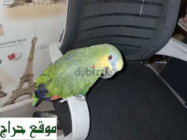 ببغاء أمازون رائع مقابل هاتفك الذكي! 📱🦜