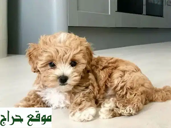 أصغر كلب ماليبوا مستورد - جاهز لمنزلك الآن! 🐾