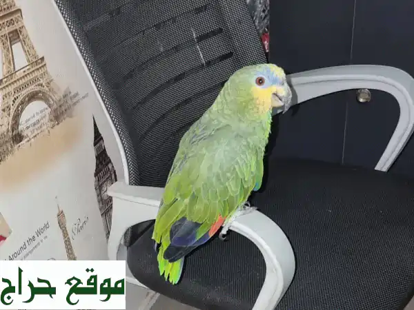 ببغاء أمازون رائع مقابل هاتفك الذكي! 📱🦜