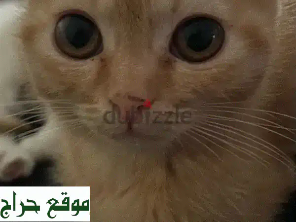 انقذ حياة قطة! 😻 تبني قطط رائعة - باتمان، تشيتو، وسانفور