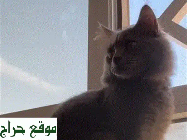 قط سكوتش أليف - 30 ريال فقط! 😻