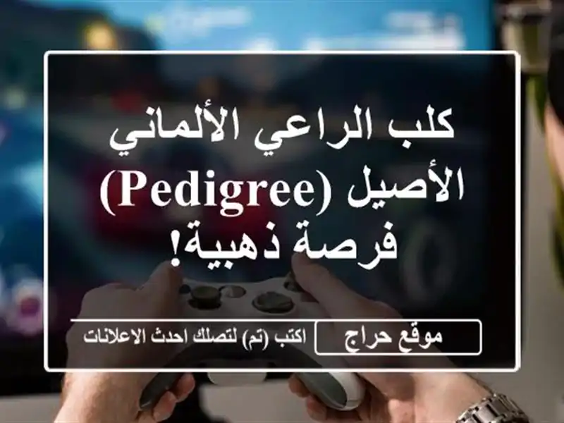 كلب الراعي الألماني الأصيل (Pedigree) - فرصة ذهبية!