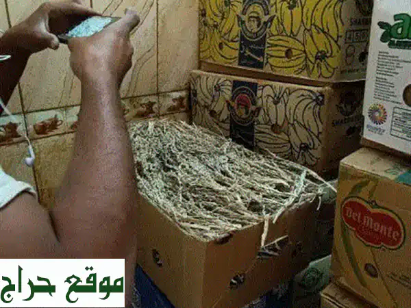 أفضل ألقاح نخل مجفف - جودة عالية وكميات حسب الطلب