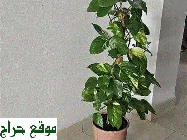 نبات المال 🌱 -  جلب الحظ وجمال منزلك بـ 8 دينار...