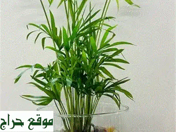 نبات المال 🌱 -  جلب الحظ وجمال منزلك بـ 8 دينار بحريني فقط!