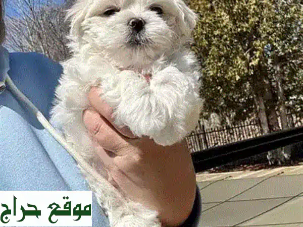 كلب مالطي صغير الحجم - جلب الفرح إلى بيتك! 🐶