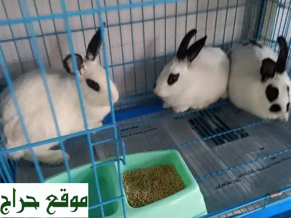 أرانب بابيون رائعة للبيع! 🐰💖 (3 أنثى + ذكر)