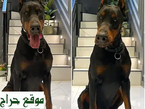 ابحث عن رفيقكِ المُفضل؟ 🐕  كلاب للبيع في الإمارات...