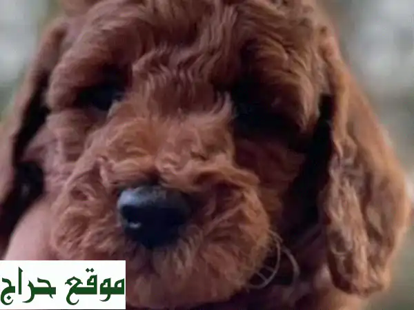 ابحث عن رفيقكِ المُفضل؟ 🐕  كلاب للبيع في الإمارات | توصيل مجاني!