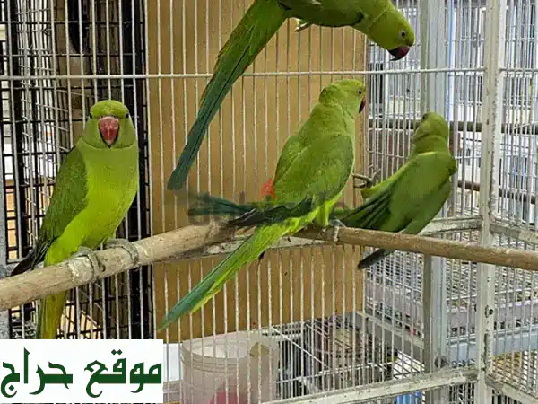 ببغاء متو هندي أخضر 🦜 - طائر أليف مرح ونشيط للبيع!