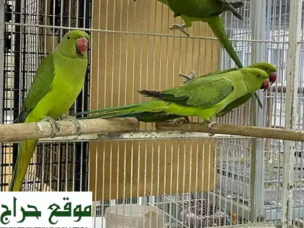 ببغاء متو هندي أخضر 🦜 - طائر أليف مرح ونشيط للبيع!