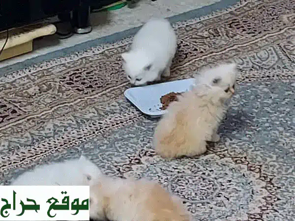 😻 قطط صغيرة رقيقة، جاهزة لمنزلها الجديد! 😻