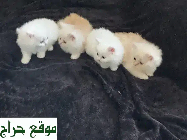 😻 قطط صغيرة رقيقة، جاهزة لمنزلها الجديد! 😻